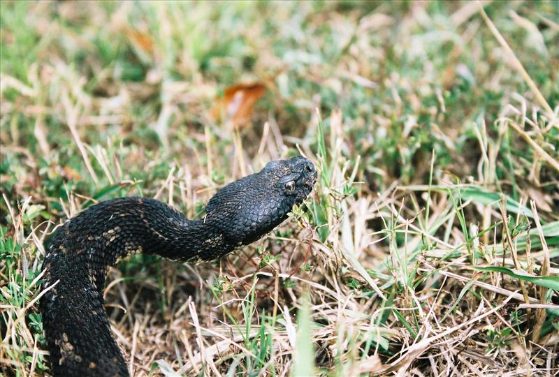 Timber rattlesnake that nailed me